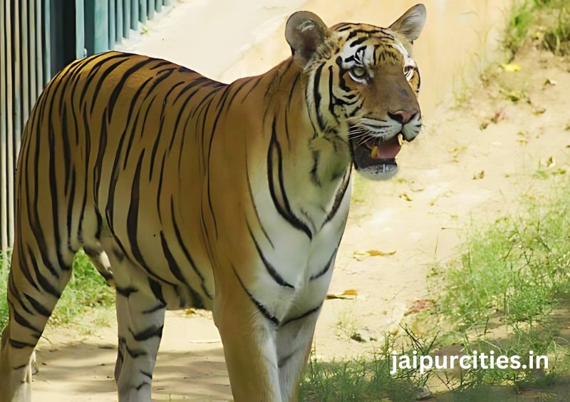 Jaipur Zoo - Best Zoological Park