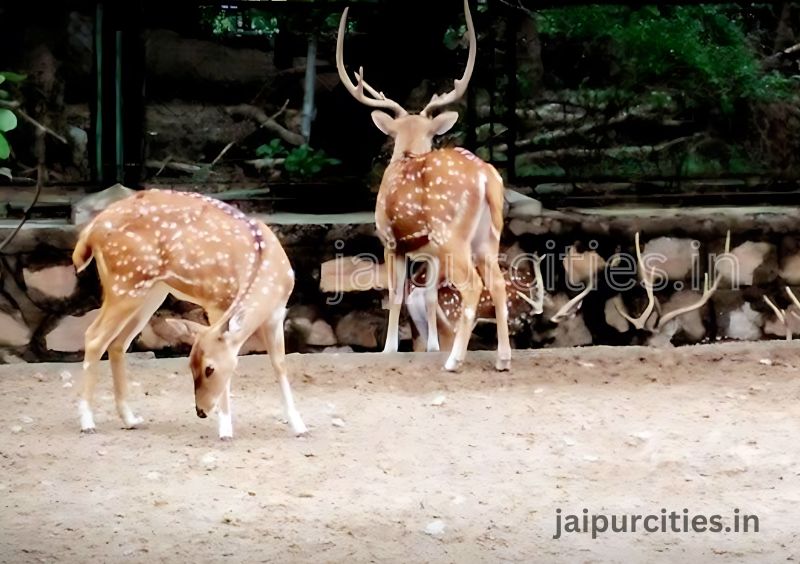 Jaipur Zoo - Best Zoological Park